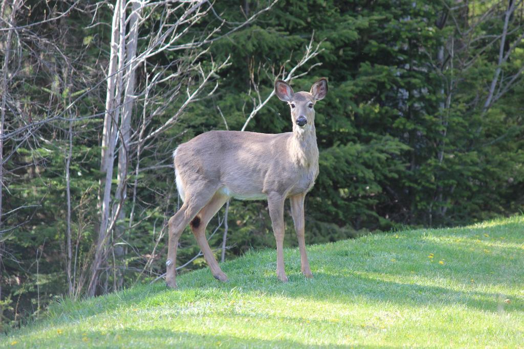 Snowflake Manor Bed & Breakfast Oakfield Extérieur photo